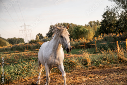Beautiful horse white grey p.r.e. Andalusian in paddock paradise 