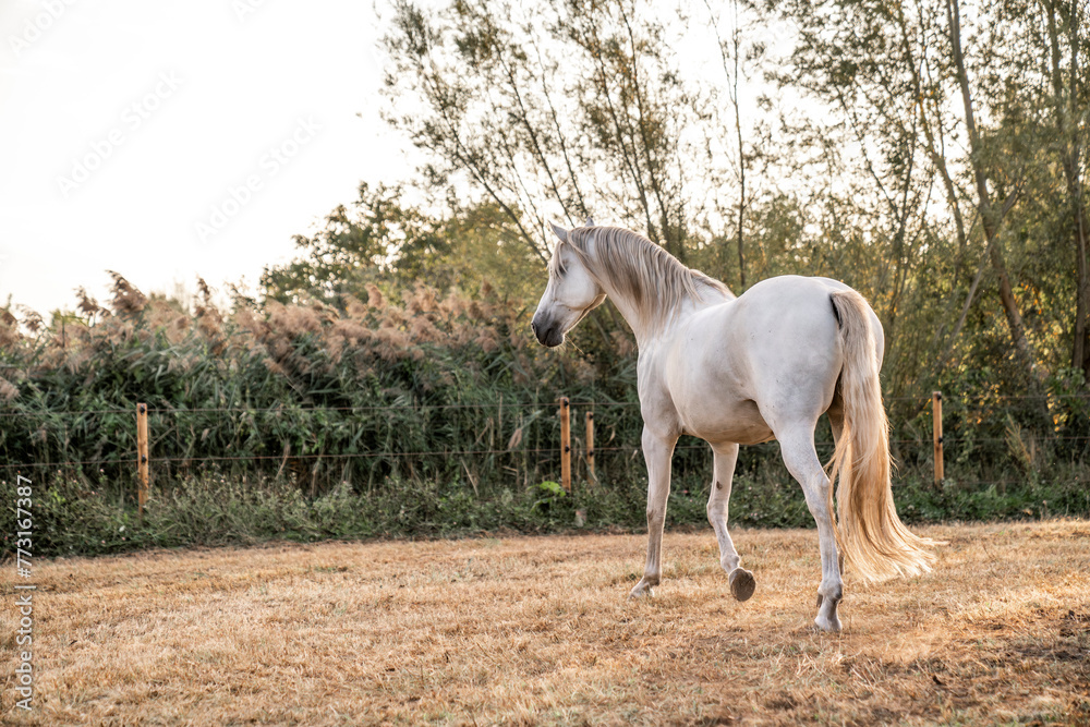 Beautiful horse white grey p.r.e. Andalusian in paddock paradise Beautiful horse white grey p.r.e. Andalusian in paddock paradise