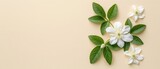   White flowers with green leaves arranged in a flat lay on a beige background, viewed from above, on the ground