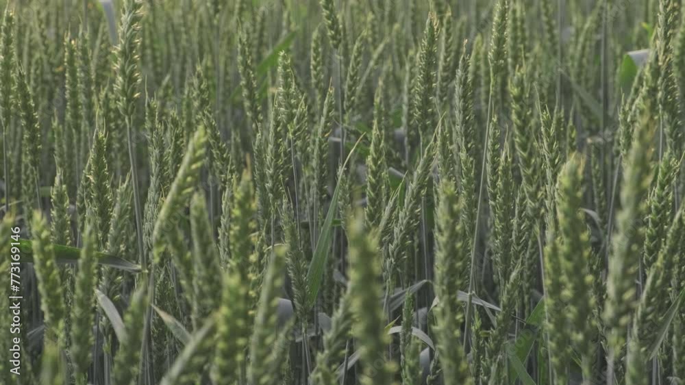 A close up of a meadow filled with evergreen wheat plants basking in the sun, a beautiful natural landscape showcasing agriculture and the beauty of the grass family A close up of a meadow filled with evergreen wheat plants basking in the sun, a beautiful natural landscape showcasing agriculture and the beauty of the grass family