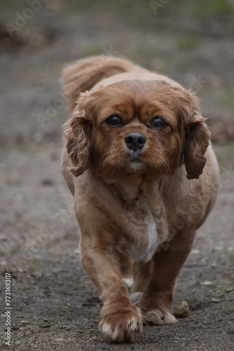 cavalier king charles spaniel dog