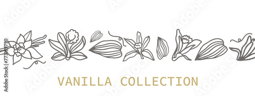 Isolated vector set of vanilla. Pattern. Vanilla sticks, vanilla flower and pods. Aroma, food. Hand drawn. Vector hand drawn illustration of orchid Flower and pods on isolated white background.