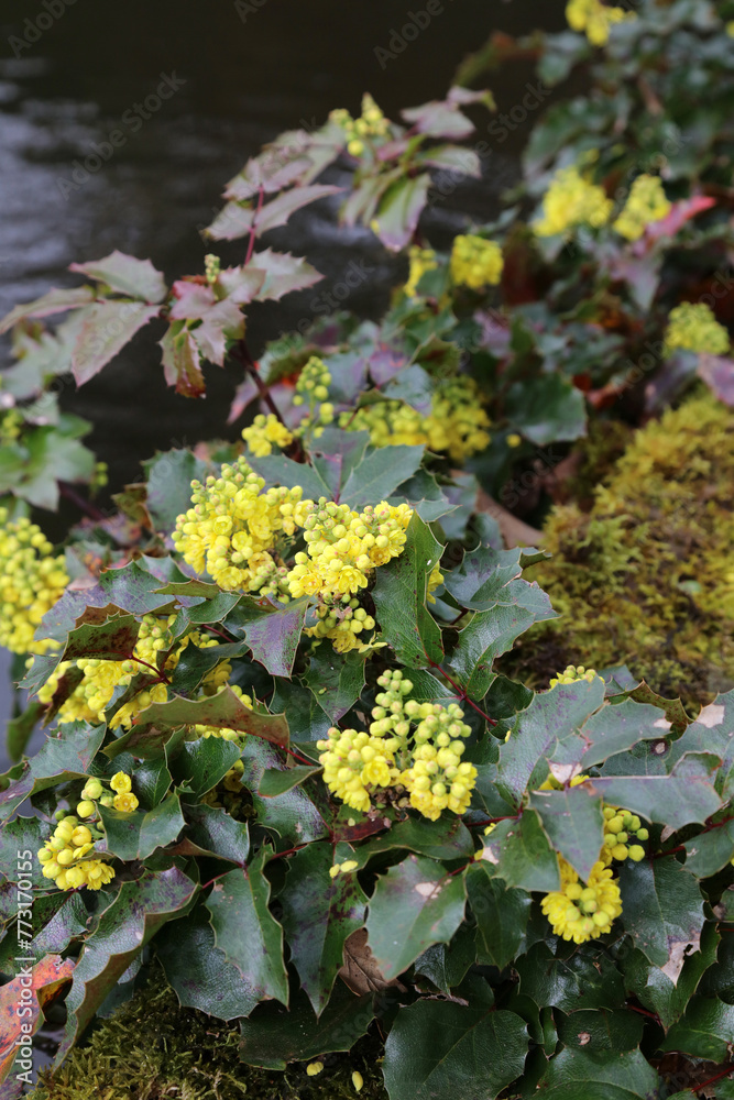 Oregon Grape plant growing at the side of a pond, Derbyshire England
Oregon Grape plant growing at the side of a pond, Derbyshire England
