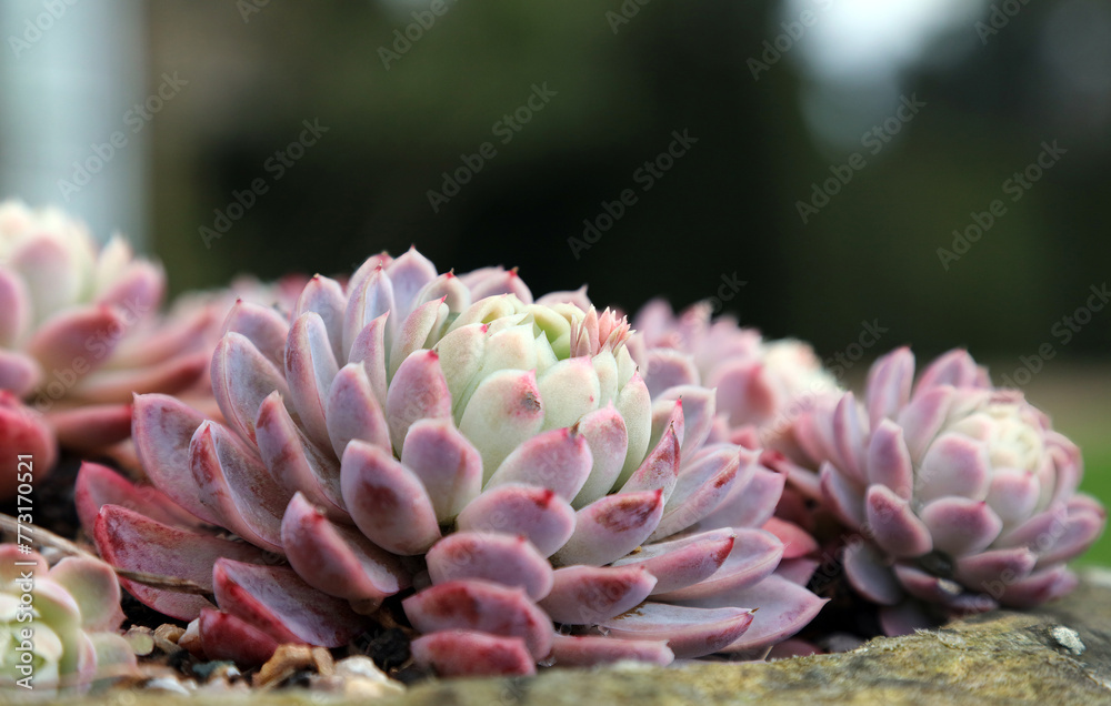 Side view of an Echeveria plant growing in a pot, Derbyshire England
Side view of an Echeveria plant growing in a pot, Derbyshire England