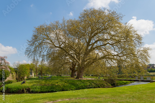 Deux gigantesques platanes centenaires dans un parc de l Aigle dans l Orne