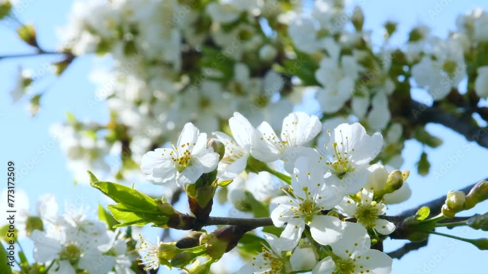 Honey Bee Pollinating Cherry Flowers on Tree in Spring Blossom. The process of pollination of trees by bees. Honey Bee Pollinating Cherry Flowers on Tree in Spring Blossom. The process of pollination of trees by bees.