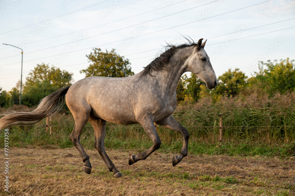 Beautiful horse white grey p.r.e. Andalusian in paddock paradise Beautiful horse white grey p.r.e. Andalusian in paddock paradise