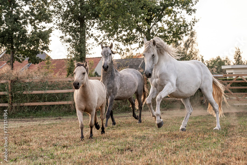 Fototapeta Naklejka Na Ścianę i Meble -  Beautiful horse white grey p.r.e. Andalusian in paddock paradise 