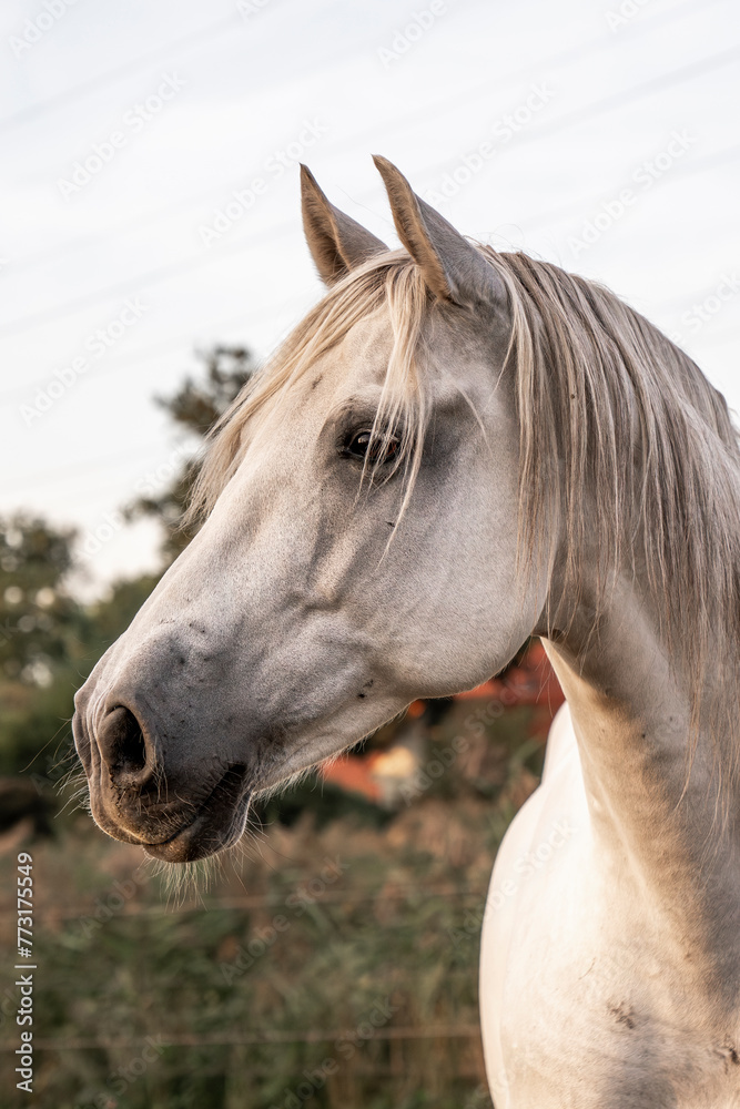 Beautiful horse white grey p.r.e. Andalusian in paddock paradise portrait Beautiful horse white grey p.r.e. Andalusian in paddock paradise portrait