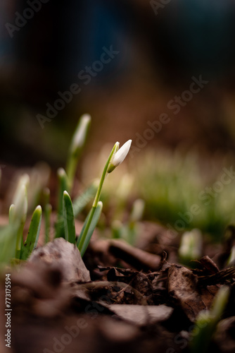spring snowdrop flower