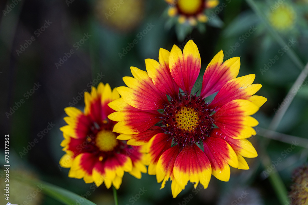 Close up photo Gaillardia aristata red yellow flower in bloom, common blanketflower flowering plant, group of petal bright colorful flowers Close up photo Gaillardia aristata red yellow flower in bloom, common blanketflower flowering plant, group of petal bright colorful flowers