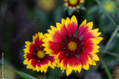 Close up photo Gaillardia aristata red yellow flower in bloom, common blanketflower flowering plant, group of petal bright colorful flowers