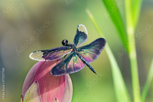 Colorful winged dragonfly perched on a lotus bud, Rhyothemis fuliginosa