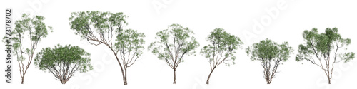 3d illustration of set Melaleuca lanceolata tree isolated on transparent background