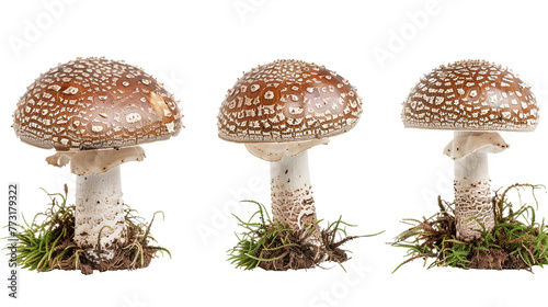 Nutritious Agaricus Blazei Mushroom, Perfect Ingredient for Culinary Creations on Transparent Background for Health-conscious Designs.