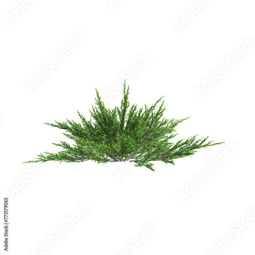 3d illustration of Juniperus sabina bush isolated on transparent background photo