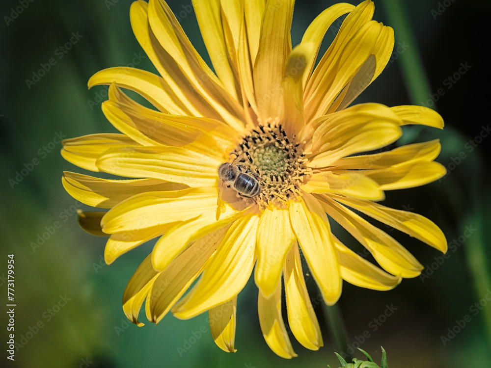 Petite abeille polénise une grande fleur jaune au soleil Petite abeille polénise une grande fleur jaune au soleil