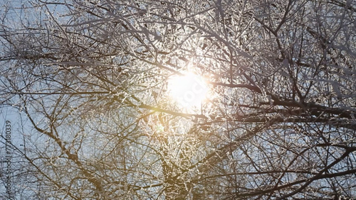 Sunlight through the branches of trees in the winter forest on a sunny day