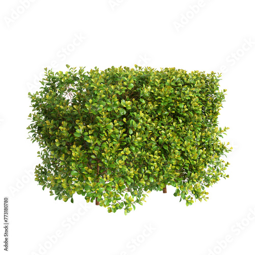 3d illustration of Syzygium paniculatum treeline isolated on transparent background photo