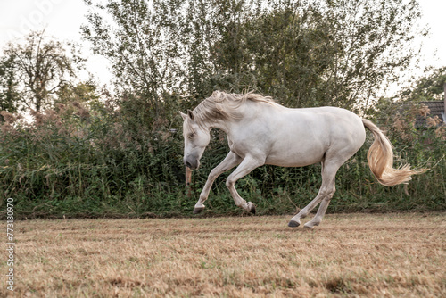 Beautiful horse white grey p.r.e. Andalusian in paddock paradise gallop and running