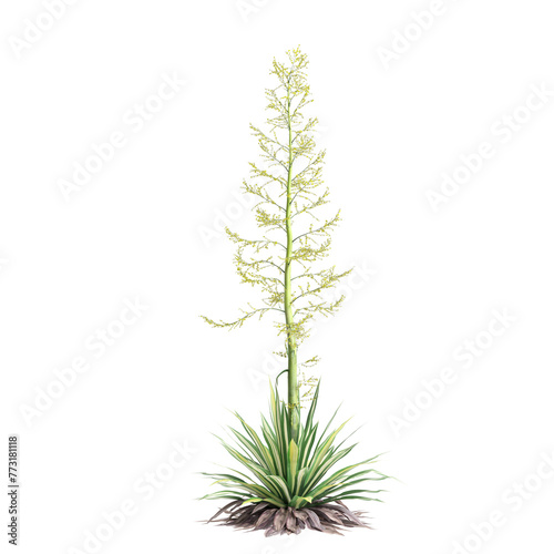 3d illustration of Furcraea foetida bush isolated on transparent background