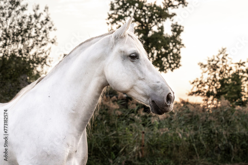 Beautiful horse white grey p.r.e. Andalusian in paddock paradise portrait of a stallion