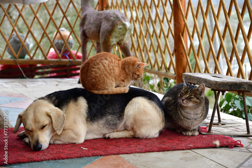 A domestic cat sleeps on a dog's back like big friends