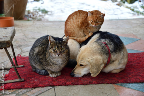 Domestic dog and cats to snuggle together as best friends in love
