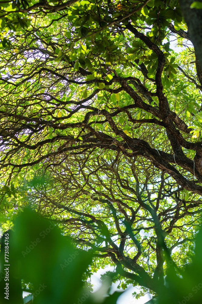 View of Lush Green Tree Canopy with Intertwined Branches in a Sunlit Tropical Forest. View of Lush Green Tree Canopy with Intertwined Branches in a Sunlit Tropical Forest.