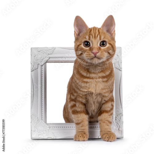 Adorable red European Shorthair cat kitten, sitting up side ways. Looking straight towards camera. Isolated on white background.