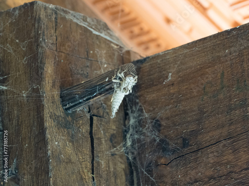 Fotografie Chrysalide fossilisée suspendue à une charpente