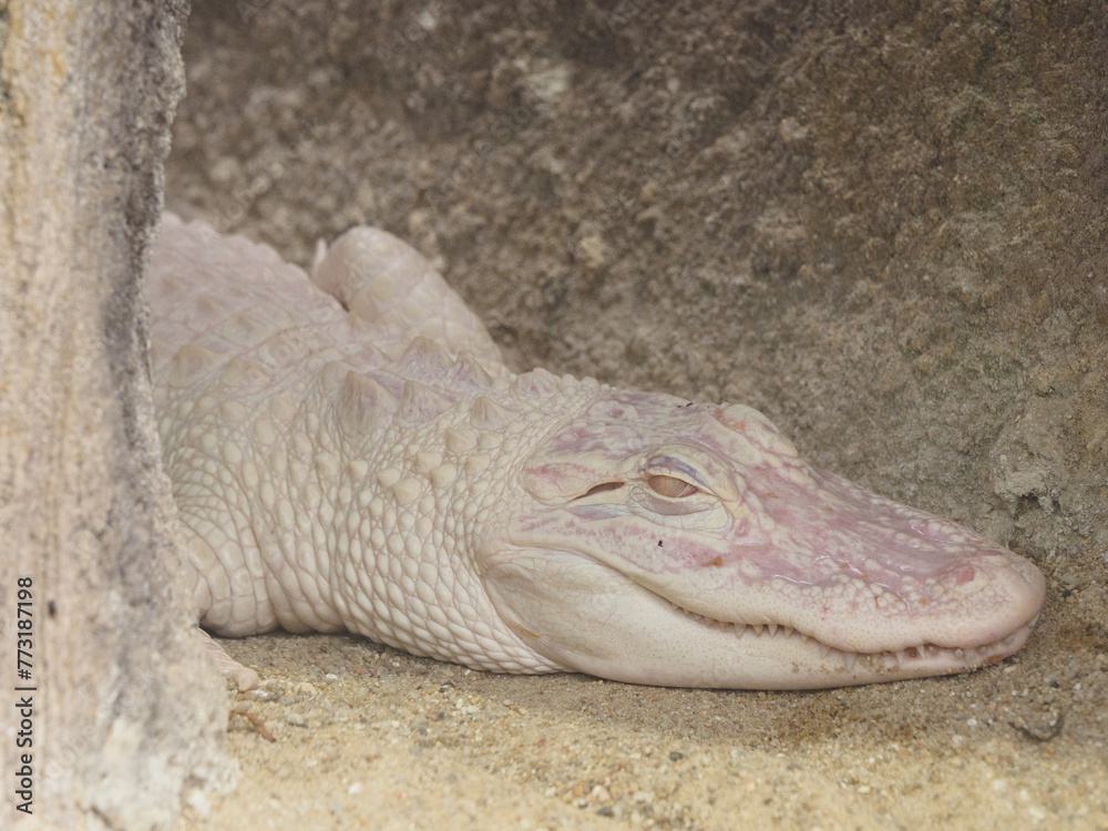 Fototapeta premium Haut du corps d'un crocodile albinos couché sur le sol