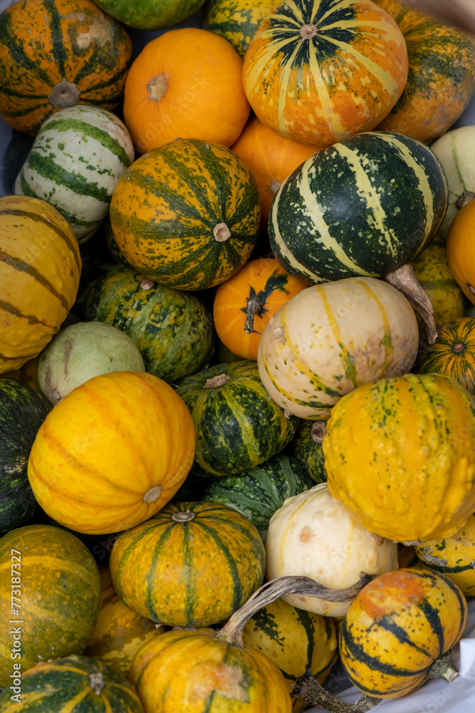 Variety of small pumpkins. Autumnal pumpkins, harvest