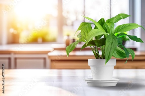Beautiful green houseplant in pot on the desk © BillionPhotos.com