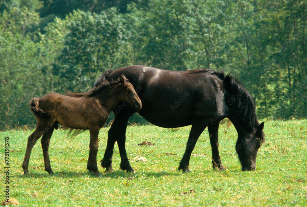 Cheval, femelle et jeune, race Poney Merens Cheval, femelle et jeune, race Poney Merens