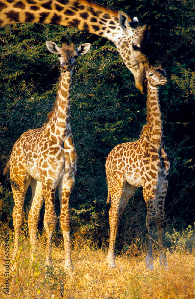 Obraz premium Girafe, Giraffa camelopardalis tippelskirchi, Femelle et jeunes, Réserve du Selous, Tanzanie