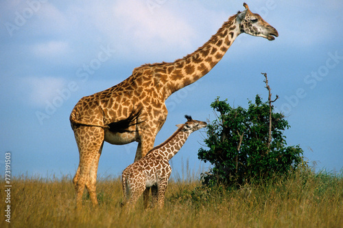 Girafe  Giraffa camelopardalis tippelskirchi  Parc national du Masai Mara   Kenya