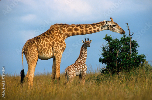Girafe, Giraffa camelopardalis tippelskirchi, Parc national du Masai Mara , Kenya photo