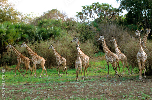 Girafe, Giraffa camelopardalis tippelskirchi, Femelle et jeunes, Réserve du Selous, Tanzanie