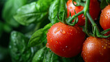 Zbliżenie na czerwone pomidory pokryte kroplami wody