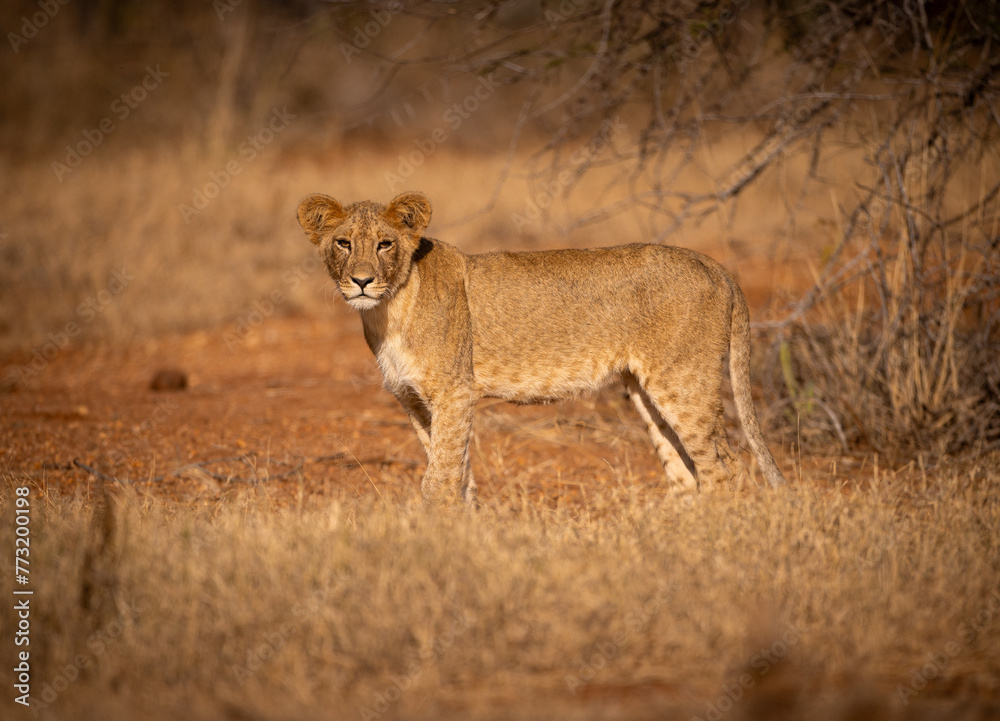 Obraz premium Lion cub in the wild