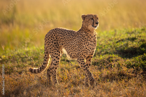 Cheetah in Mara national park © Edward