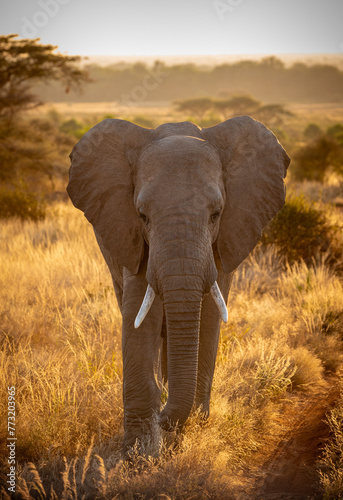 Photography Elephant in the savannah