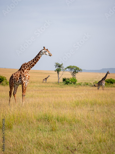 Photography Mara giraffes in the savannah