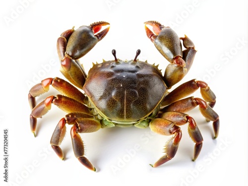 Crab isolated on white background.