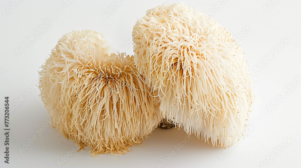 lions mane like mushrooms lions mane like mushrooms
