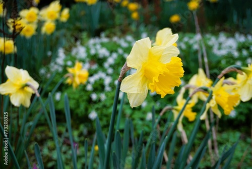Gelbe Narzissen auf Wiese im Garten am Morgen im Frühling