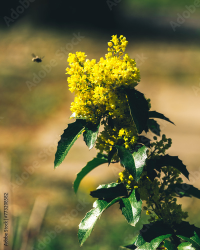 Closup of a garden mahonia photo