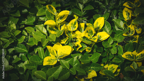 Fototapeta Naklejka Na Ścianę i Meble -  Yellow and green leaves of a Euonymus fortunei Sunshine