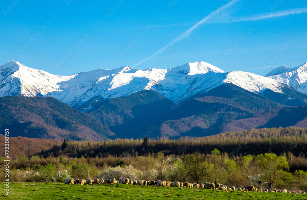 Idyllic landscape with a flock of sheep grazing in a field and in the background Fagaras mountains with snow on the peaks